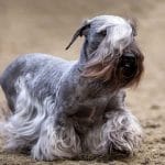Chabrador – Mixed Dog Breed Characteristics & Facts