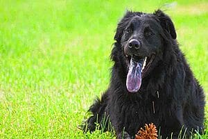 chabrador-mixed-dog-breed-characteristics-facts-1