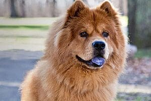 chabrador-mixed-dog-breed-characteristics-facts