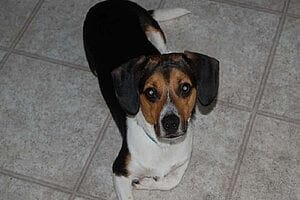 cheagle-mixed-dog-breed-characteristics-facts-1