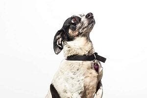 cheagle-mixed-dog-breed-characteristics-facts-2