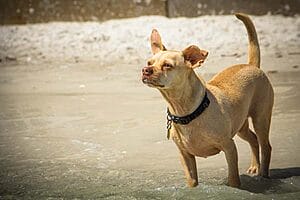 cheagle-mixed-dog-breed-characteristics-facts-3