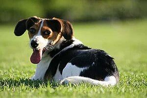 cheagle-mixed-dog-breed-characteristics-facts