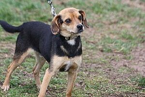 cheagle-mixed-dog-breed-characteristics-facts-4