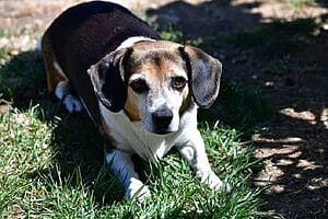 cheagle-mixed-dog-breed-characteristics-facts-5
