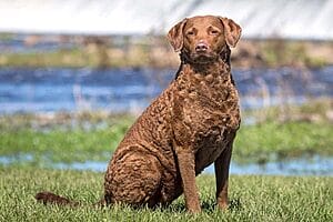 chesapeake-bay-retriever-mixed-dog-breed-2