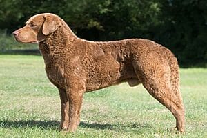 chesapeake-bay-retriever-mixed-dog-breed-3