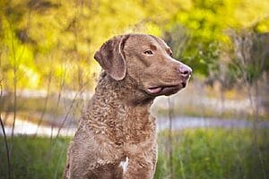 chesapeake-bay-retriever-mixed-dog-breed