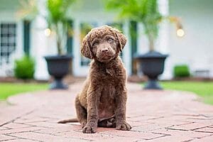 chesapeake-bay-retriever-mixed-dog-breed-4