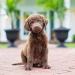 Cheagle – Mixed Dog Breed Characteristics & Facts
