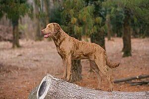 chesapeake-bay-retriever-mixed-dog-breed-5