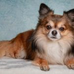 Chihuahua – Mixed Dog Breed Characteristics & Facts