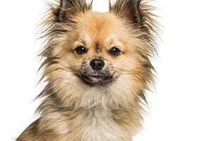 chi-chi-mixed-dog-breed-characteristics-facts-5