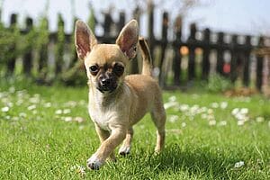 chihuahua-mixed-dog-breed-characteristics-facts-1