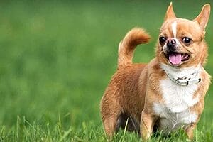 chihuahua-mixed-dog-breed-characteristics-facts-2