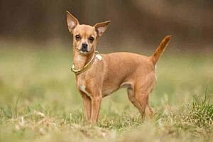 chihuahua-mixed-dog-breed-characteristics-facts-3