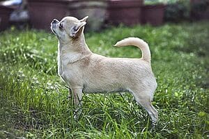 chihuahua-mixed-dog-breed-characteristics-facts