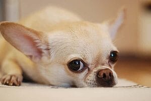 chihuahua-mixed-dog-breed-characteristics-facts-4