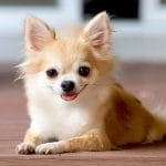 Chi Chi – Mixed Dog Breed Characteristics & Facts