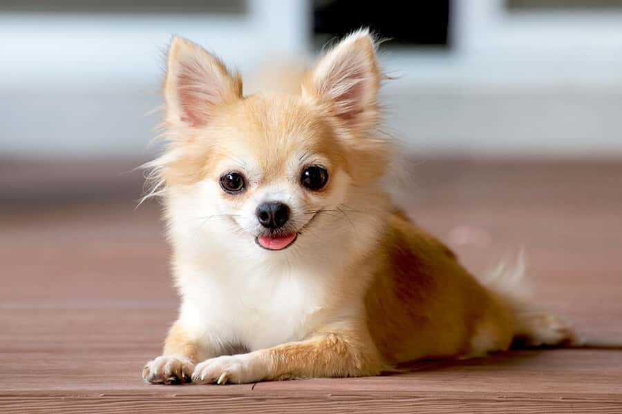 chihuahua-mixed-dog-breed-characteristics-facts-5