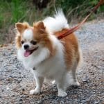 Chihuahua – Mixed Dog Breed Characteristics & Facts