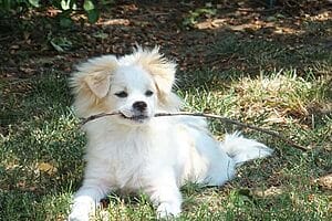 chinaranian-mixed-dog-breed-characteristics-facts-4