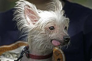 chinese-crested-mixed-dog-breed-characteristics-facts-1