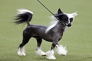 chinese-crested-mixed-dog-breed-characteristics-facts-2