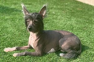 chinese-crested-mixed-dog-breed-characteristics-facts-3