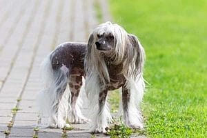 chinese-crested-mixed-dog-breed-characteristics-facts-4