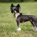 Chinaranian – Mixed Dog Breed Characteristics & Facts