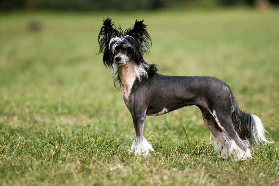 chinese-crested-mixed-dog-breed-characteristics-facts