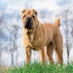 Chinook – Mixed Dog Breed Characteristics & Facts
