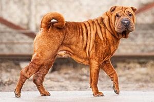 chinese-shar-pei-mixed-dog-breed-characteristics-facts-5