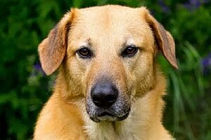 chinook-mixed-dog-breed-characteristics-facts-1