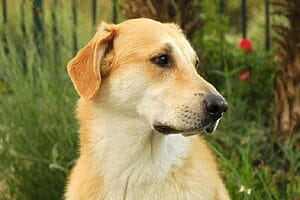 chinook-mixed-dog-breed-characteristics-facts-3