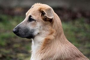 chinook-mixed-dog-breed-characteristics-facts