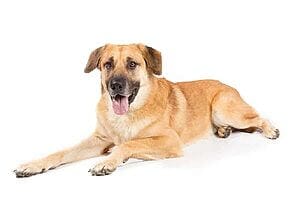 chinook-mixed-dog-breed-characteristics-facts-4