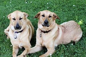 chinook-mixed-dog-breed-characteristics-facts-5