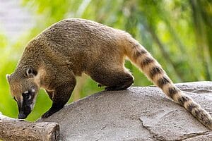 coati-mammal-species-facts-in-san-diego-zoo-1