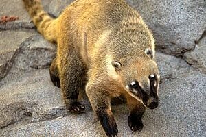 coati-mammal-species-facts-in-san-diego-zoo-2