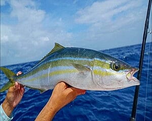how-to-catch-rainbow-runner-fish-make-meals