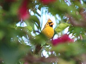 rare-yellow-cardinal-bird-lets-have-a-look-1