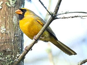 rare-yellow-cardinal-bird-lets-have-a-look-2