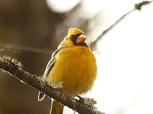 rare-yellow-cardinal-bird-lets-have-a-look-3