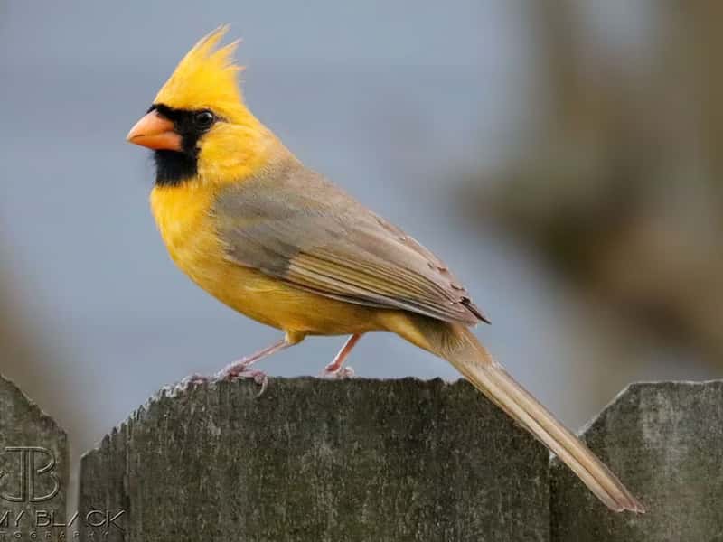 rare-yellow-cardinal-bird-lets-have-a-look