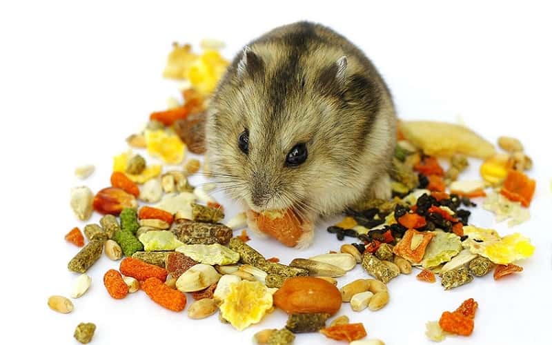 what-foods-can-hamsters-eat-feeding-your-hamster-1