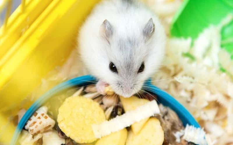 what-foods-can-hamsters-eat-feeding-your-hamster-2