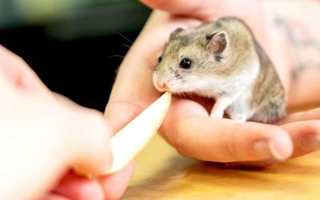 what-foods-can-hamsters-eat-feeding-your-hamster