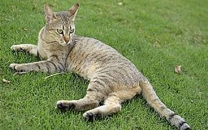 arabian-mau-mixed-cat-breed-characteristics-facts-1
